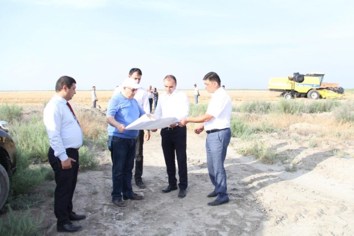 Kürdəmirdə taxıl biçini davam edir - FOTOLAR